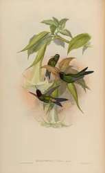 Heliotrypha viola = Heliangelus viola
